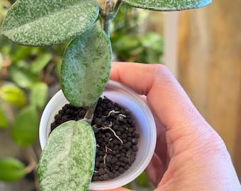Hoya Carnosa Argentea Princess: Rooted Plant - Etsy