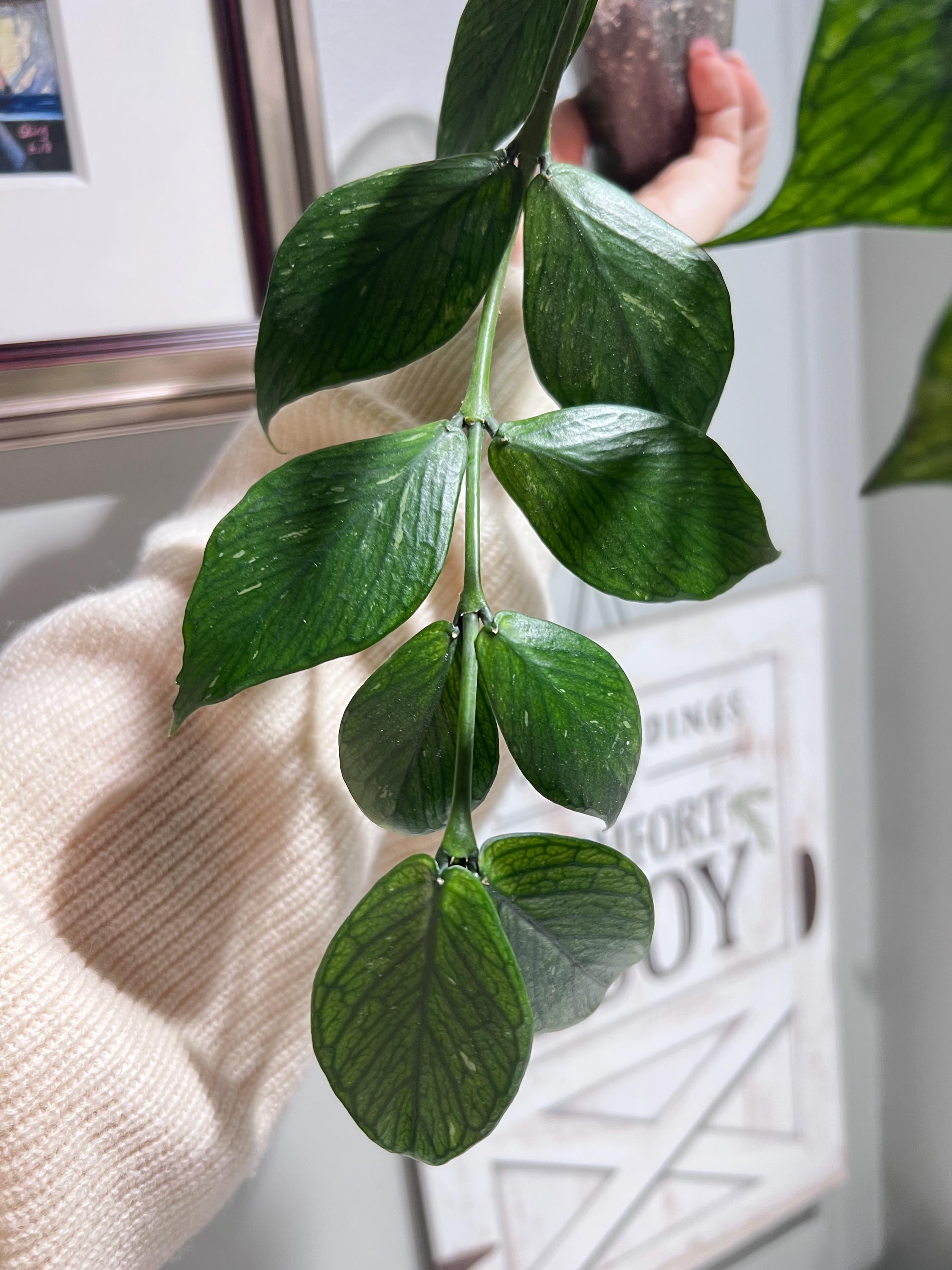 Hoya Polyneura - Etsy