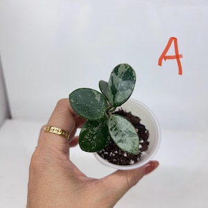 Rooted: Hoya Mathilde Super Splash| New growing leave
