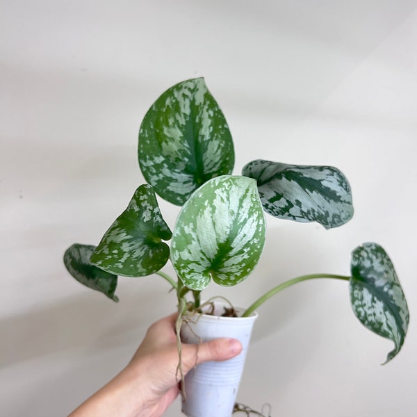 Fully Rooted in moss: Scindapsus pictus 'Exotica' -Large silver splash pothos