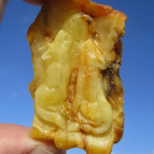 Può includere: Una pietra d'ambra giallo oro traslucida con un intaglio in rilievo dettagliato di un lupo che ulula alla luna. La forma organica e irregolare della resina fossilizzata mette in risalto le variazioni di colore e le texture naturali.