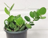 Full Silver Dollar Plant , Xerosicyos Danguyi,String of Coins, Silver Dollar Succulent in 3 quot or 4 quot Pot