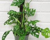 Monstera adansonii,Philodendron Swiss Cheese, Philodendron, Philodendron Swiss-in ,3 quot ,4 quot , 6 quot or 8 quot hanging Pot also available in cutting