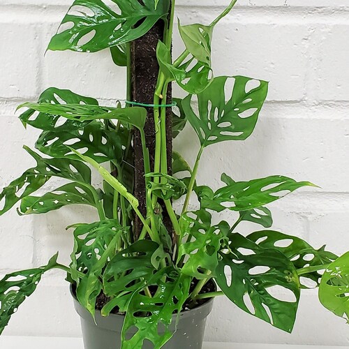 Monstera Adansonii Philodendron Swiss Cheese Houseplant 4.5 Etsy