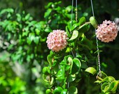 Hoya Hindu Rope live plant -2 quot , 3 quot ,4 quot ,6 quot pot or bare root