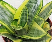 Sansevieria laurentii,sansevieria golden hahnii, sansevieria black gold, Snake Plant, Air Purifying Succulent-in 4 Pot