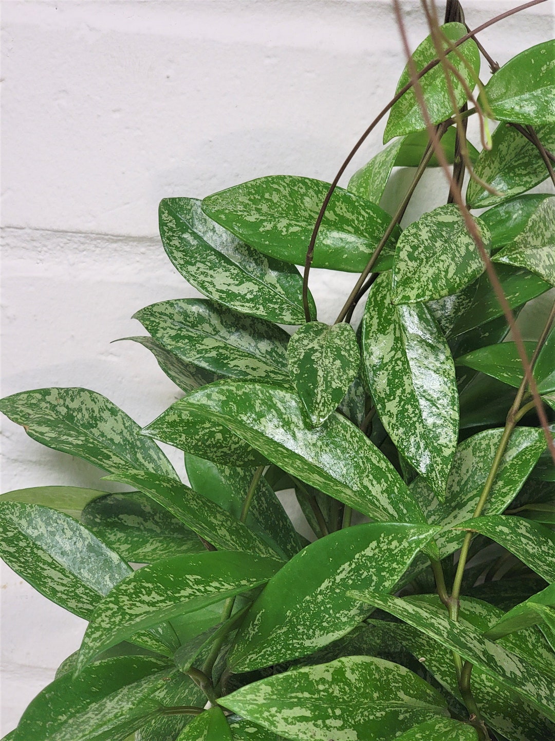 Rare Hoya Publicaly X Splash Wax Red Buttons House Live Plant Etsy