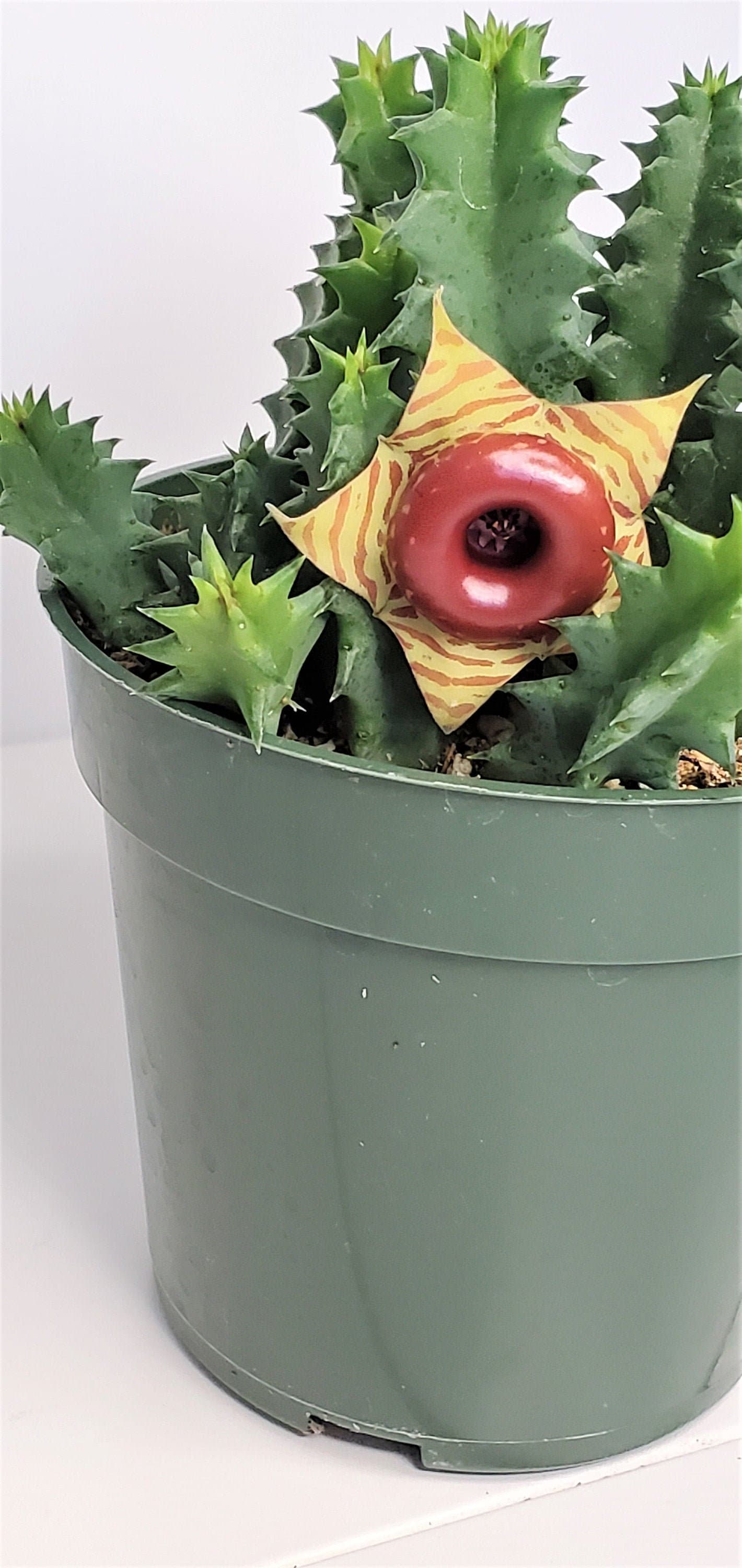 Huernia Cactus ,Huernia zebrina, Lifesaver Cactus in (Cutting) 2, 4 or 6" Pot , Limited Quantity