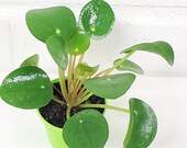 A Pilea Peperomioides (Chinese Money Plant) UFO Plant - Lefsi Plant- in 3 quot Pot
