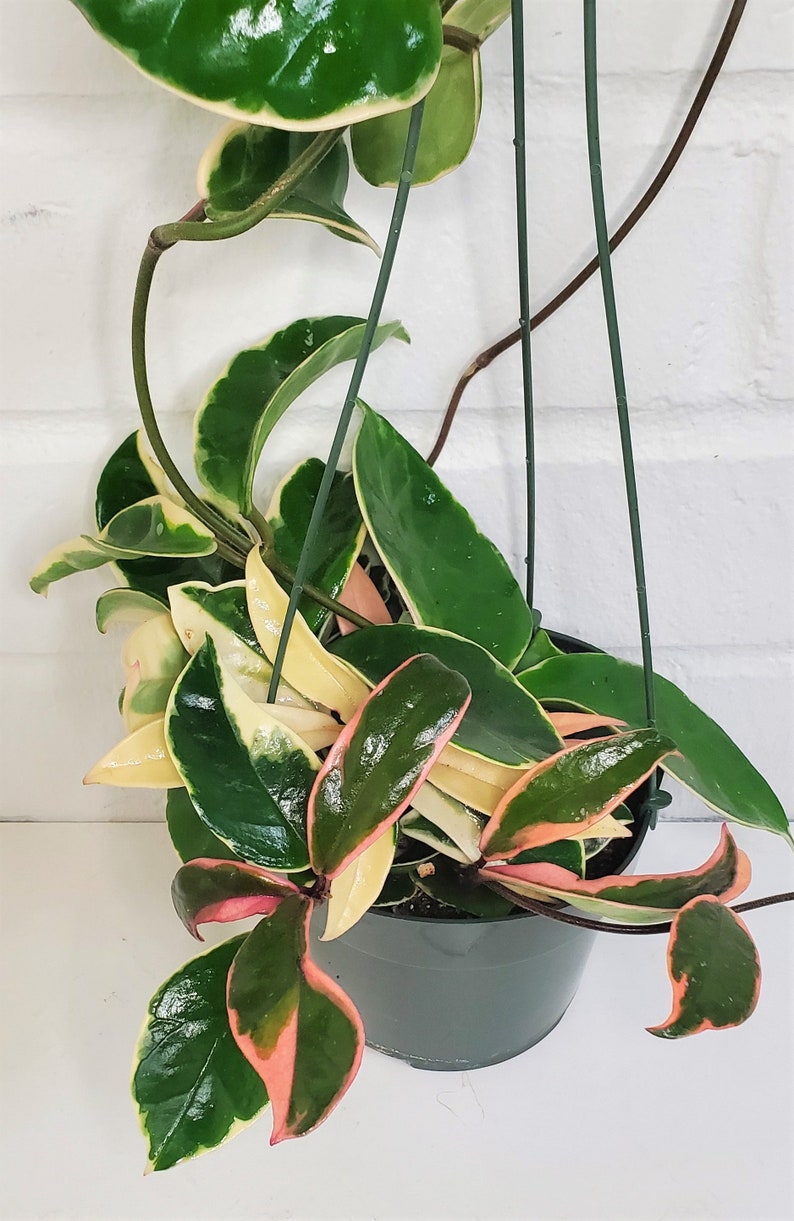 Rare Hoya Tricolor Carnosa Krimson Queen Variegated live plant | Etsy