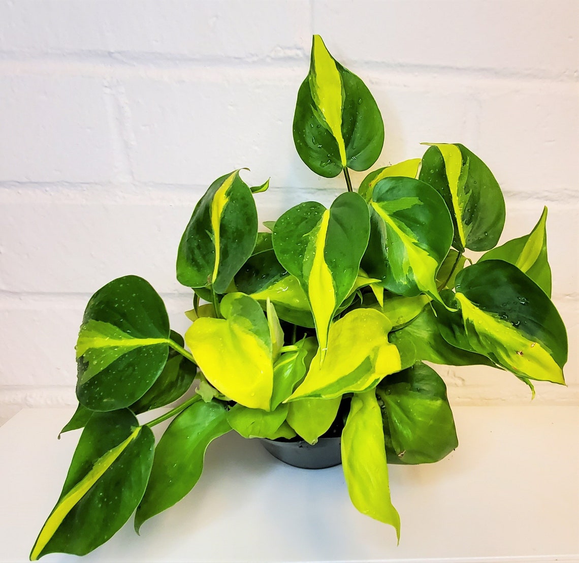 Rare LIVE Brasil Philodendron Scandens Brasil Sweetheart image 0