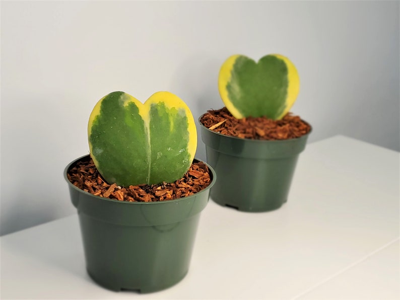 Single leaf hoya kerrii