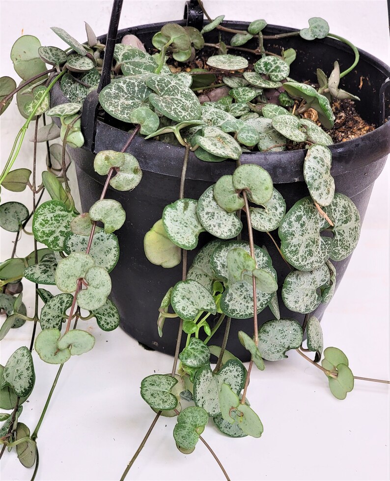 Silver Glory String of Hearts Ceropegia Woodii Silver Etsy