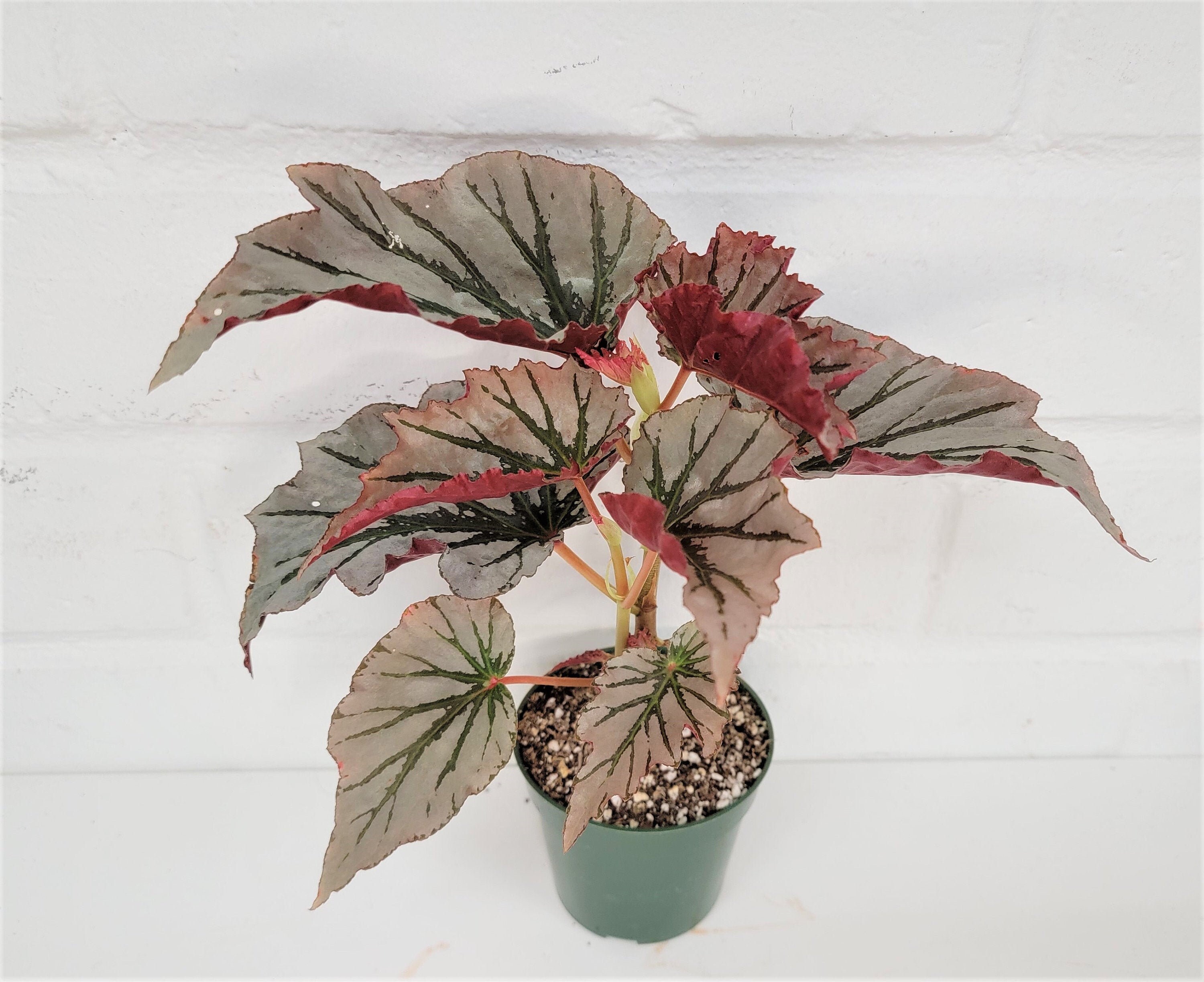 Begonia Rex Silver Fairy Live Houseplant Rex Begonia Silver Etsy Singapore