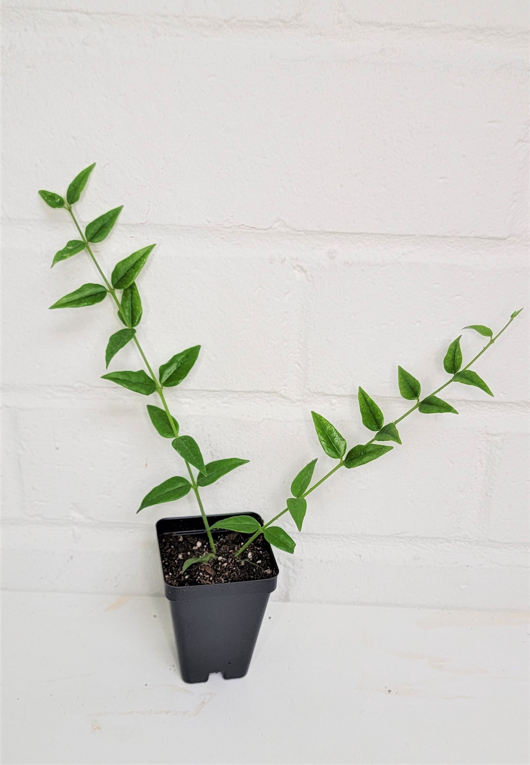 Hoya Bella rare live house plant Hoya Lanceolatain 3   Etsy 日本