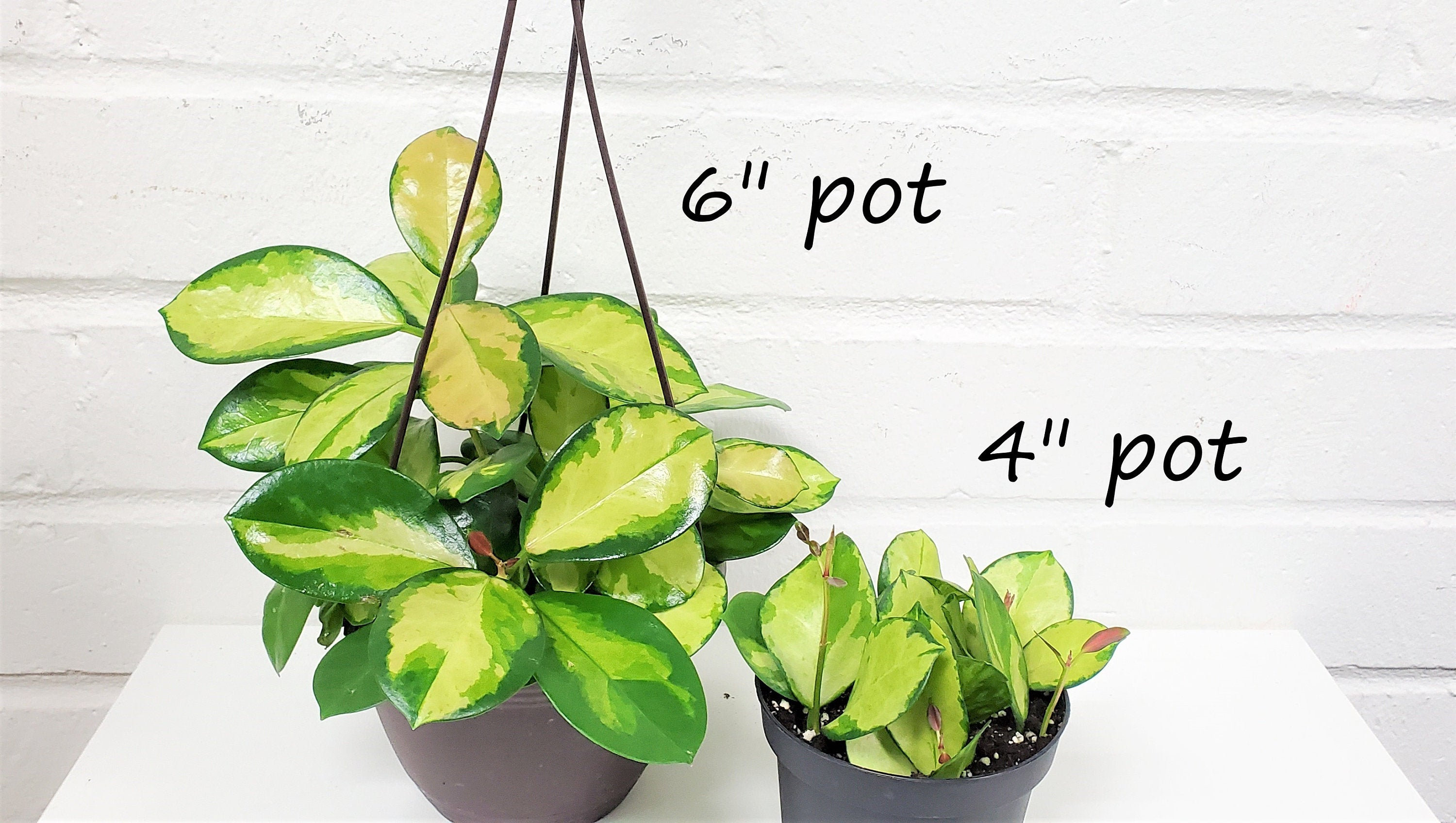Home Décor Indoor Planters Home environment friendly Plant Gift Variegated Hoya Australis Lisa