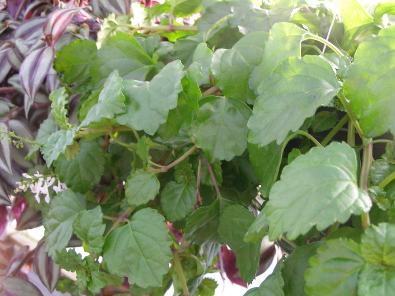 Creeping Charlie Swedish Ivy 1 or 3 cuttingsPlectranthus ...