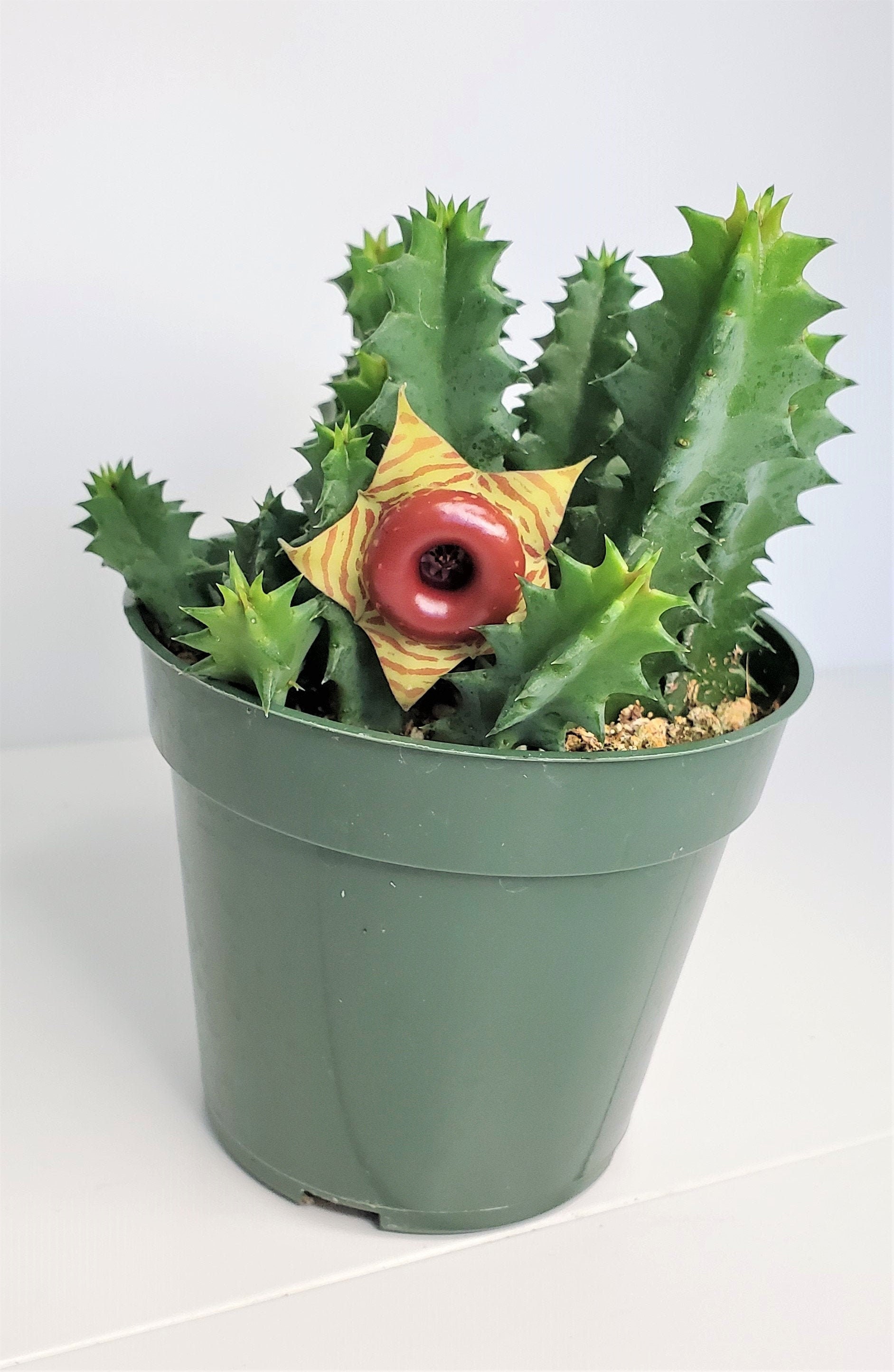 Huernia Cactus Huernia Zebrina Lifesaver Cactus In 3 Etsy