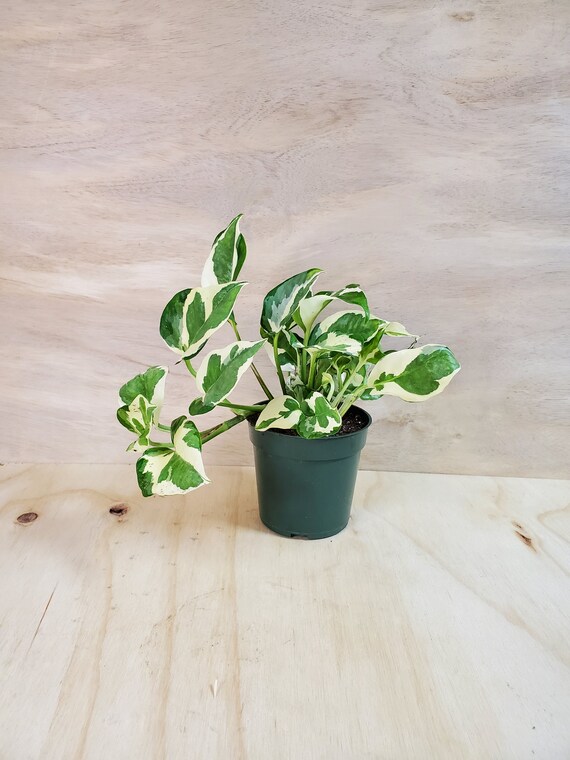 Plant Care Guide A-Z, Devils Ivy Marble Planet