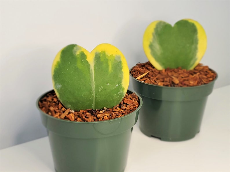 Single leaf hoya kerrii