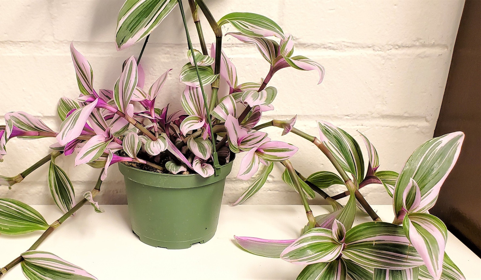 RARE Transcendentia Nanouk Variegated rooted in Etsy