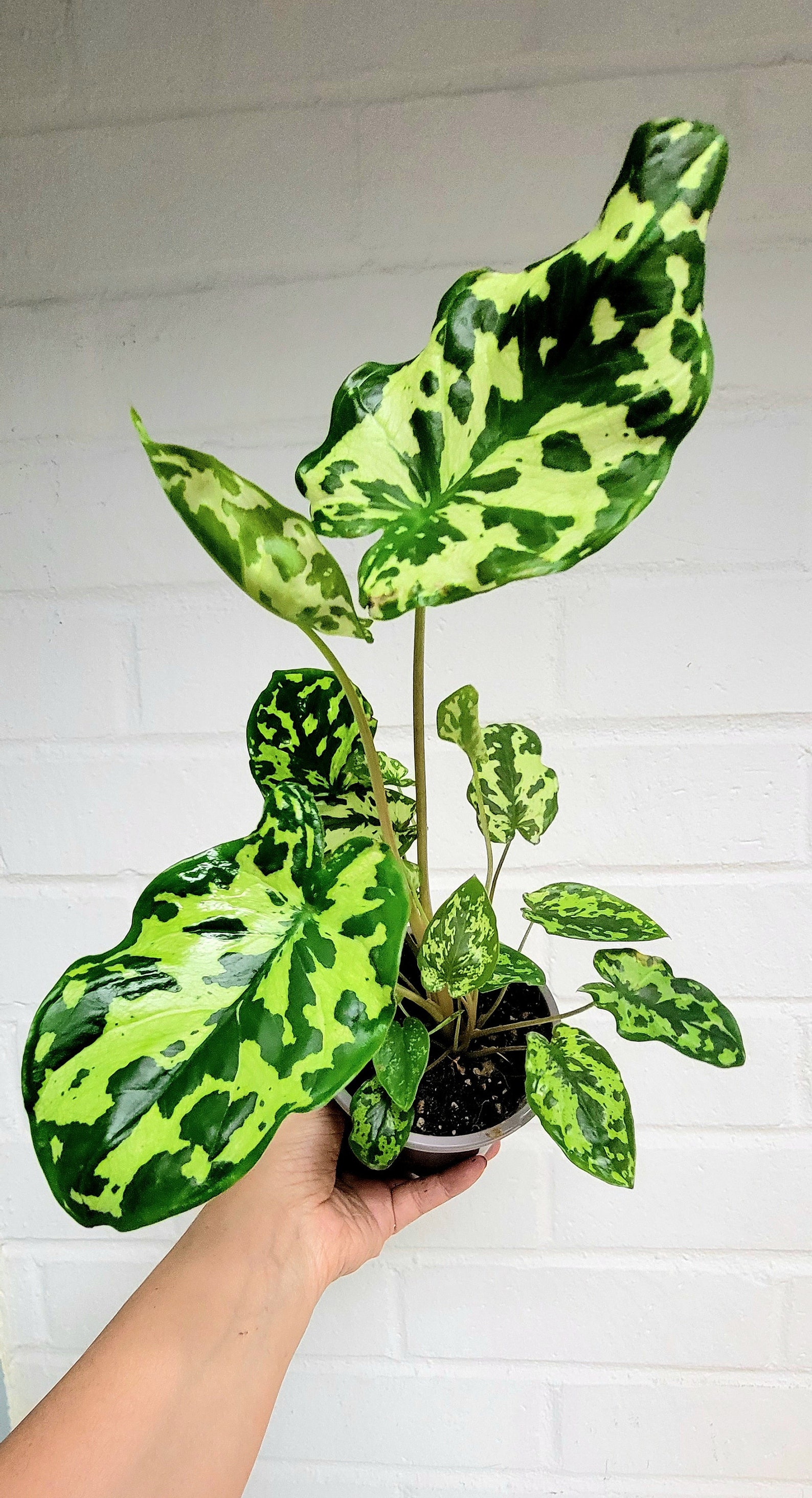 Alocasia Hilo Beauty caladium Hilo Beauty colocasia Hilo Etsy
