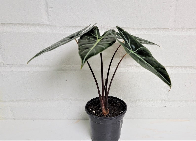 Alocasia Dragons Tooth Elephant Ear Plant Stunning Etsy