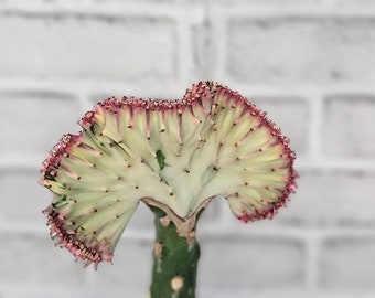 Euphorbia Lactea Hot Pink "Cristata"  ,Coral Cactus, Very Hard to Find Crested Cactus-live plant in 4" Pot