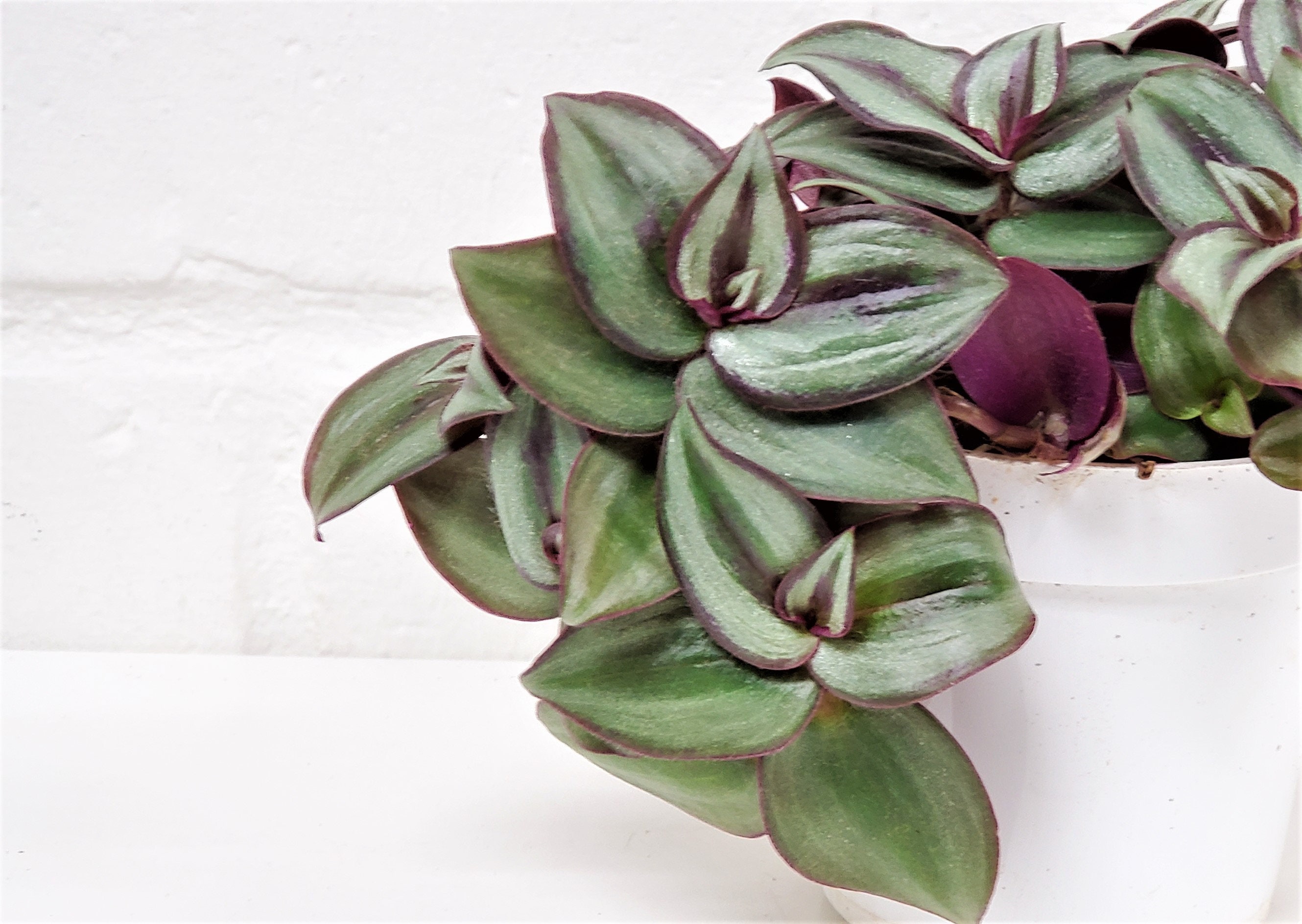 Wandering Jew Tradescantia Burgundy 5 Cuttings Wandering Jew Tradescantia Burgundy 5 Cuttings