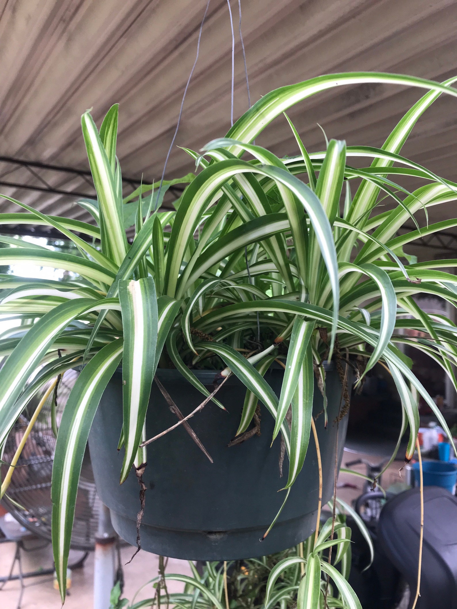 4 Baby Spider Plants Etsy