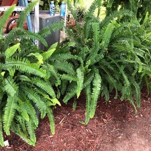 Boston Baby Ferns-3 each