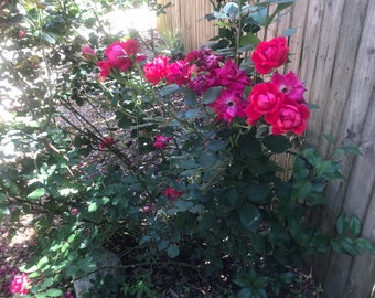 Very Beautiful Dark Pink  Double Knock our Rose Cuttings