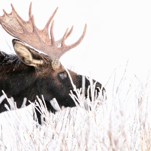 Christmas Christmas Animal Portrait, Wild Elan, Professional Drawing &quot;Frozen Dinner&quot;