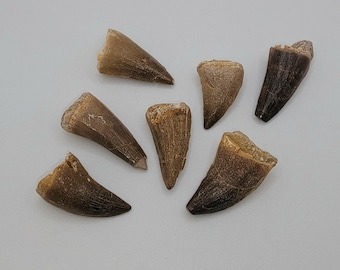 Mosasaur Tooth - You Pick