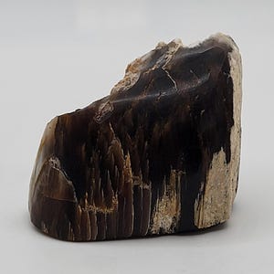 May include: A polished piece of petrified wood, showcasing a blend of dark brown and tan hues. The natural stone has a smooth, glossy finish, with visible grain patterns and a unique, irregular shape. The wood appears to be a decorative item.