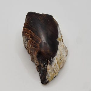 Limb Cast - Agatized Petrified Wood - 1.86inx1in