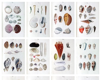 12 x antique seashell postcards – a set of 12 reproduction late 18th c. art postcards - 300gsm premium-quality matte photo card