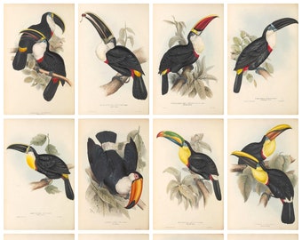 12 x Antique toucan postcards #2 – a set of 12 individual 18th c. reproduction art postcards -  premium-quality 300gsm matte photo paper