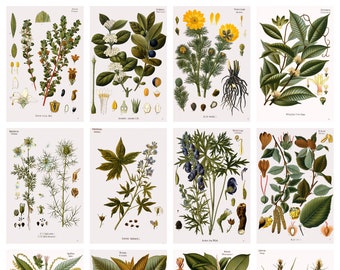 12 x Köhler's Medicinal Plants postcards #5 – a set of 12 reproduction art postcards - 300gsm premium-quality matte photo card