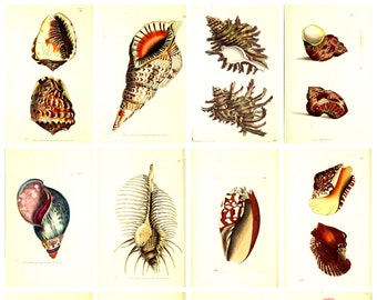 12 x antique seashell postcards #2 – a set of 12 reproduction late 18th c. art postcards - 300gsm premium-quality matte photo card