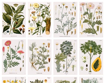 12 x Köhler's Medicinal Plants postcards #2 – a set of 12 reproduction art postcards - 300gsm premium-quality matte photo card