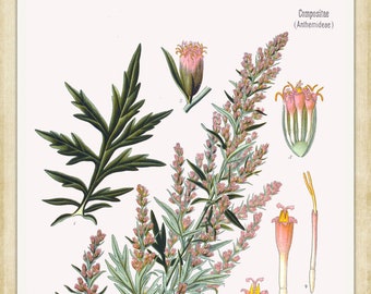 Köhler's Medicinal Plants #012 botanical print, 1887 -  A4 / A3 heavyweight art paper, archival inks
