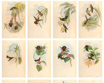 12 x Antique hummingbird postcards – a set of 12 individual 19th century reproduction art postcards -  premium 300gsm matte photo card