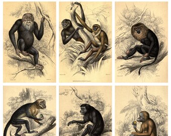 old world monkeys white tailed guereza primate from Lloyd\u2019s Natural History 1897 MONKEY ANTIQUE LITHOGRAPH original antique print c