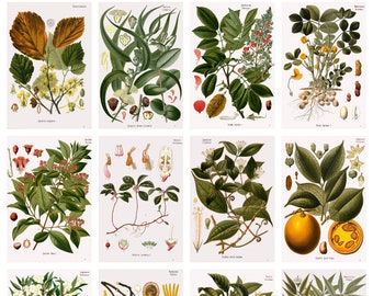 12 x Köhler's Medicinal Plants postcards #3 – a set of 12 reproduction art postcards - 300gsm premium-quality matte photo card