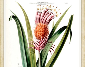 La Tillandria - Flore D'Amerique, 1843 - A4 / A3 heavyweight art paper, archival inks