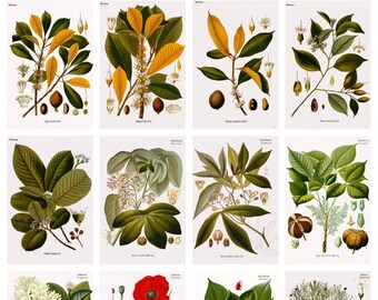 12 x Köhler's Medicinal Plants postcards #1 – a set of 12 reproduction art postcards - 300gsm premium-quality matte photo card
