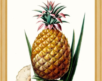 L’Ananas - Flore D’Amerique, 1843 - A4 / A3 papier d’art lourd, encres d’archives