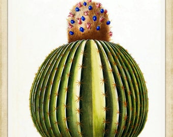 Le Cierge Melon - Flore D’Amerique , 1843 - A4 / A3 papier d’art lourd, encres d’archives