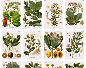 12 x Köhler's Medicinal Plants postcards #4 – a set of 12 reproduction art postcards - 300gsm premium-quality matte photo card